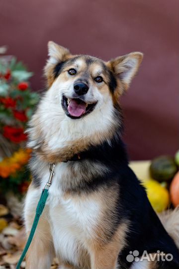 Собака Бенджамин