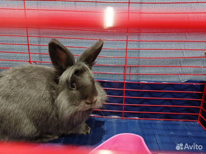 Декоративные кролики