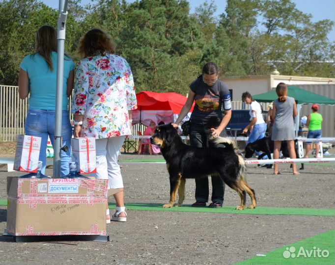 Индивидуальная дрессировка и хендлинг, кинолог