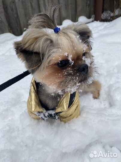 Йоркширский терьер мальчик вязка