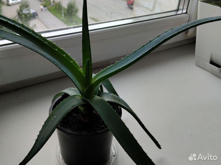 Алоэ вера голубой