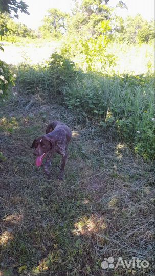 Курцхаар вязка