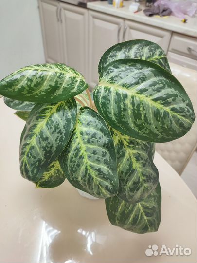 Аглаонема Green Papuma