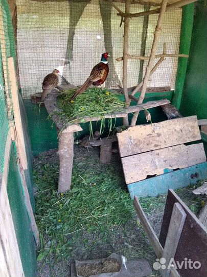 Яйцо фазана