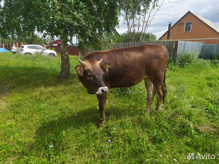 Нетель швиц