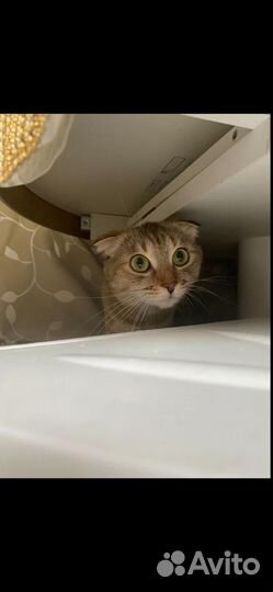 Пропала кошка