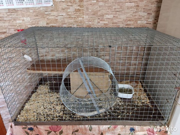 Шиншилла с клеткой, торг уместен