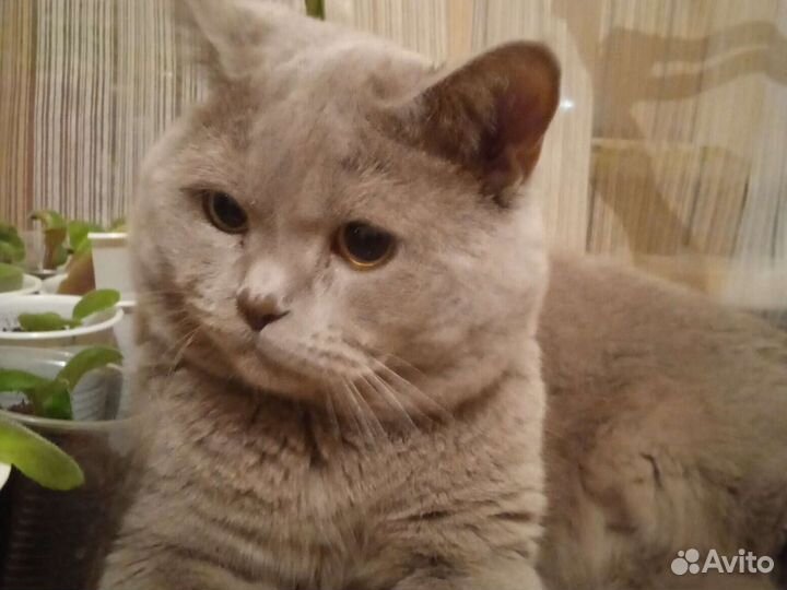 Британский кот вязка