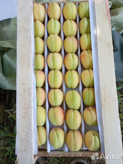 Овощи и фрукты оптом