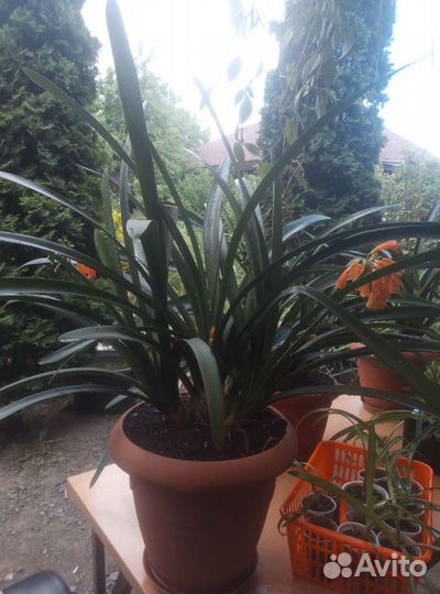 Ирезине, Кливия,Рео,Алоэвера,Хлорофитум,Синадениум