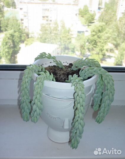 Крестовник роули, долларовое дерево, очиток