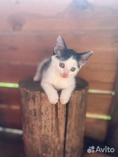 Котята в добрые руки бесплатно