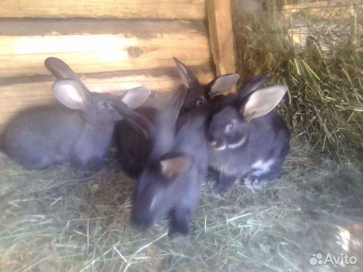 Крольчата Серый великан, вакцинированы от 2мес