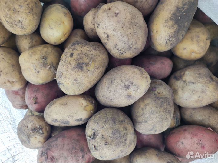 Продам картофель