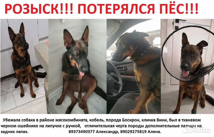 Потерялась собака