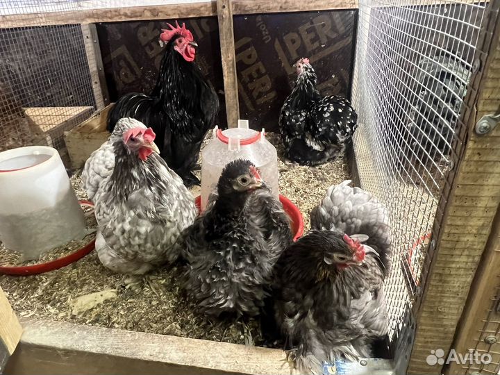 Домашняя птица