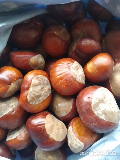 Каштаны конские