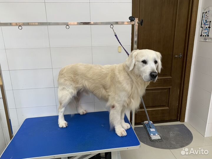 Грумер на дом