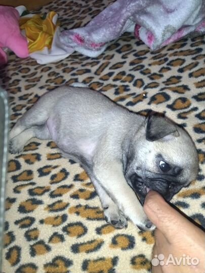 Щенки мопса