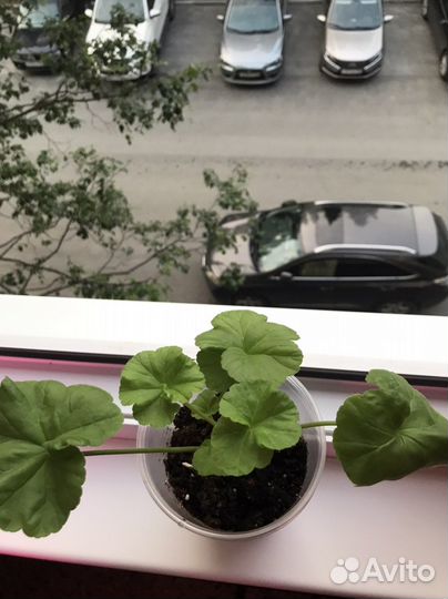 Пеларгония герань Dovepoint