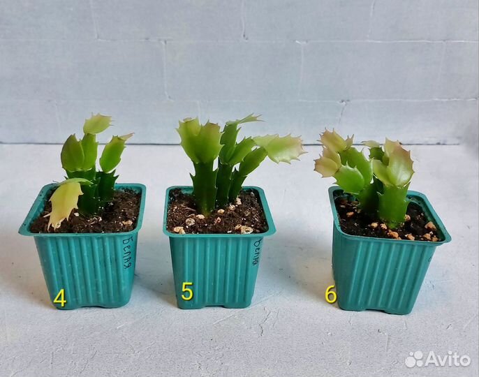 Белый декабрист (шлюмбергера)