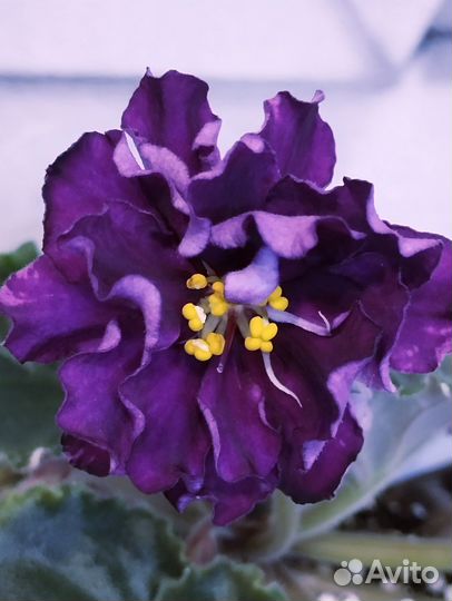 Фиалка детки