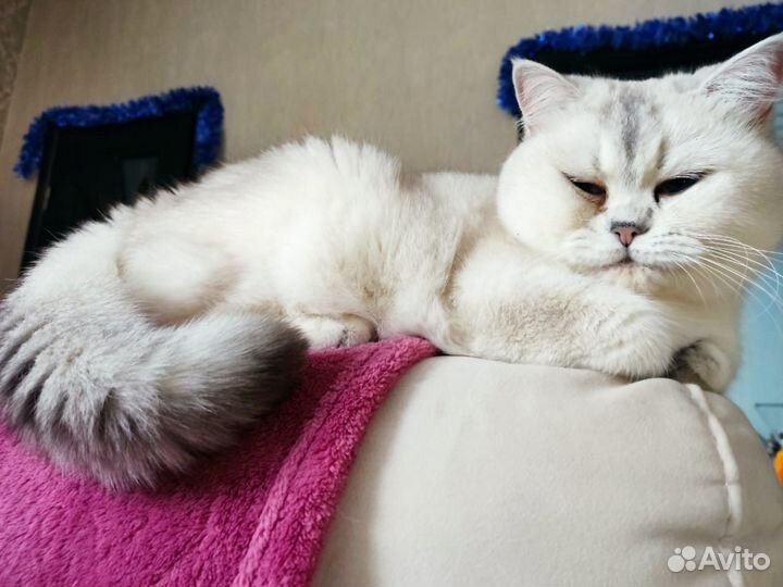 Кошка британская шиншилла в дар