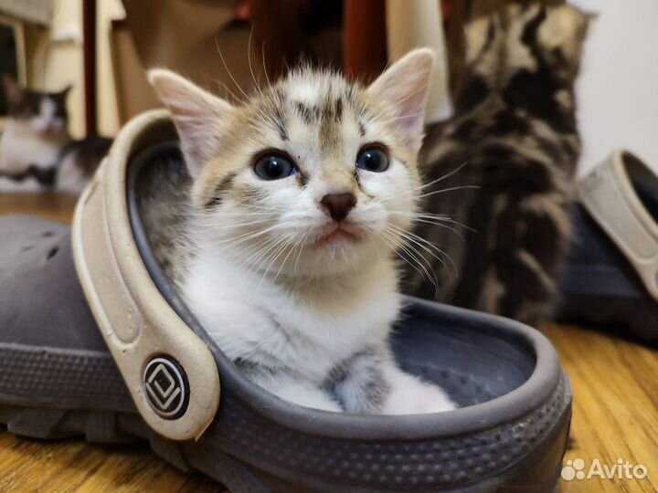 Котёнок Лиса