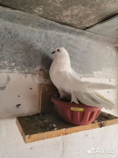 Николаевские голуби