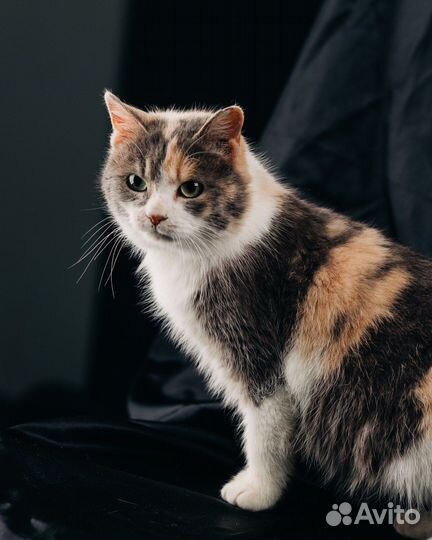 Отдам кошечку