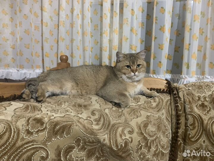 Коты для вязки