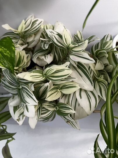 Продам черенки комнатных растений