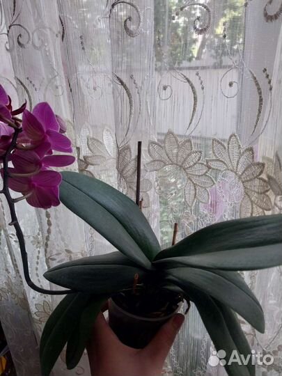 Орхидея фаленопсис