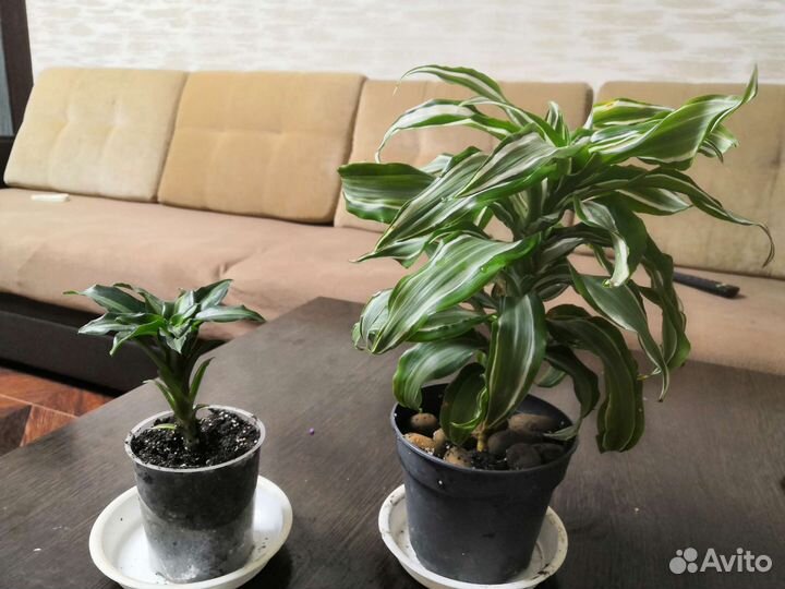 Красула-денежное дерево, драцена