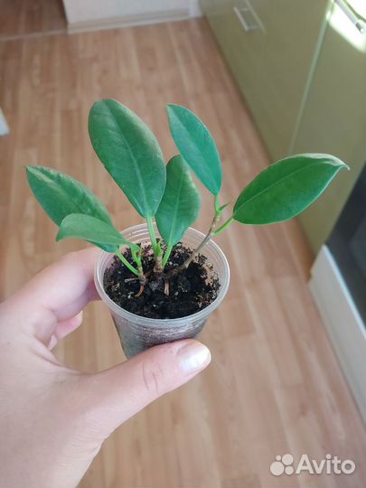 Фикусы сортовые