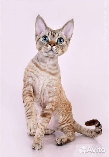 Девон-рекс вязка