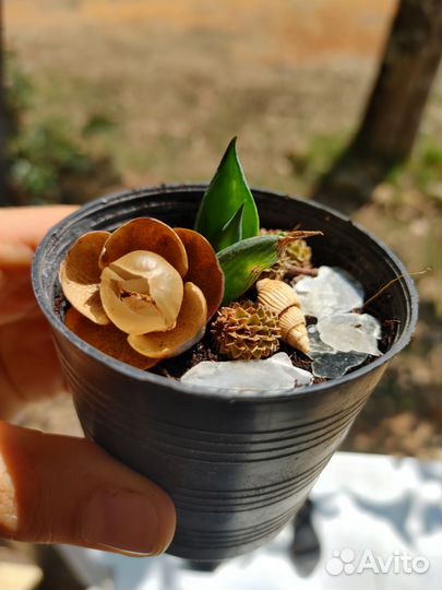 Сухоцветы для декора