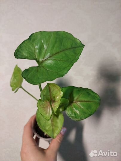 Сингониумы сортовые