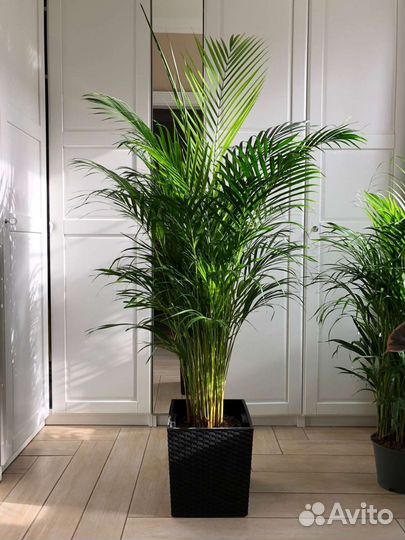 Пальма арека,комнатные рстения