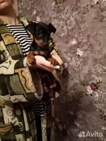 Щенки цвергпинчера