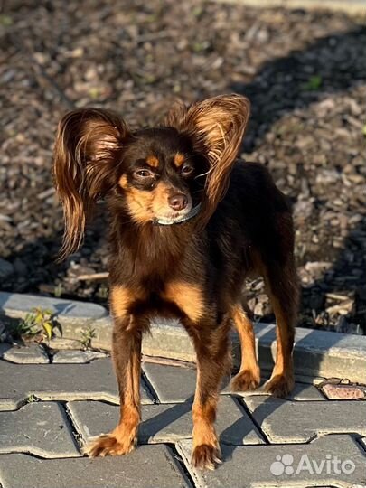 Русский той-терьер вязка