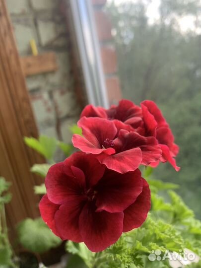 Пеларгония герань