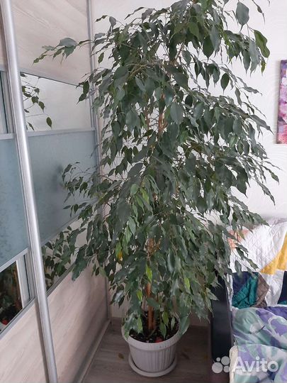Фикус бенджамина большой