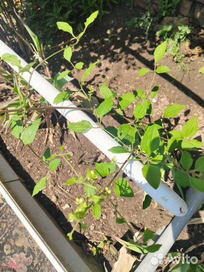 Клематис жгучий (Белое облако)