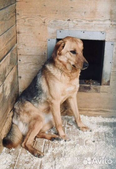 Красавица Баффи ждёт своего человека