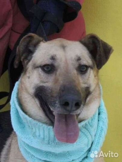 Собака в добрые руки из приюта бесплатно