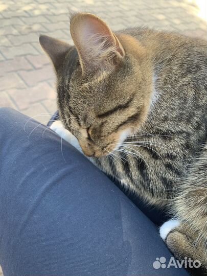Котик в добрые руки