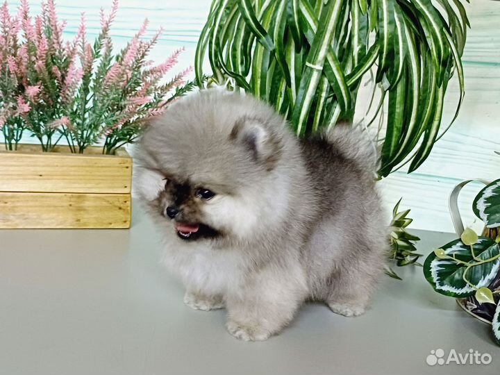 Померанский шпиц девочка