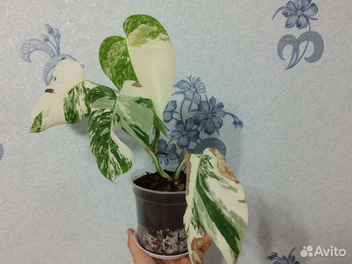 Монстера вариегатная альба