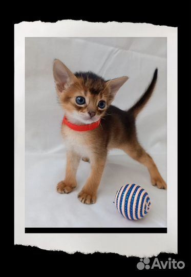 Абиссинские котята